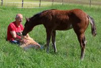 ❤️Äusserst typvolles Quarter Horse Stutfohlen - Fohlen - QH 2024 Bayern - Vorbach Vorschau