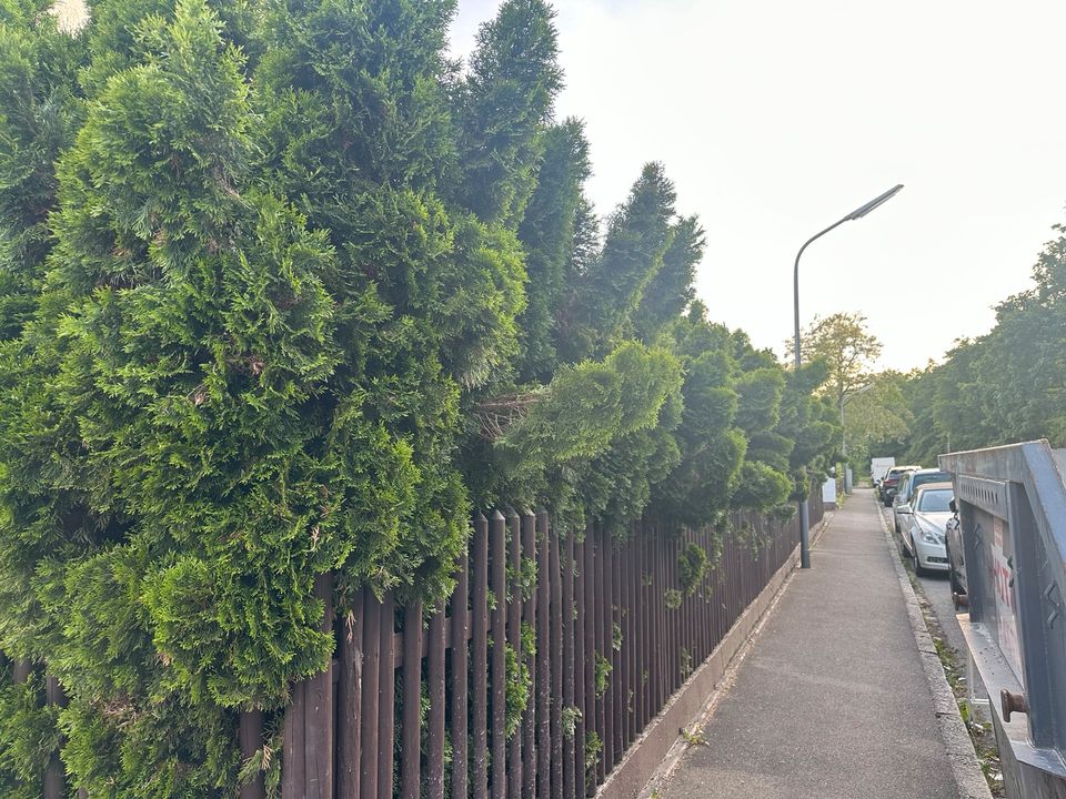 Thuja 1-63 Stück in München