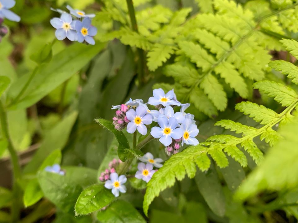 Pflanzen für naturnahen Garten / Naturgarten in Berlin