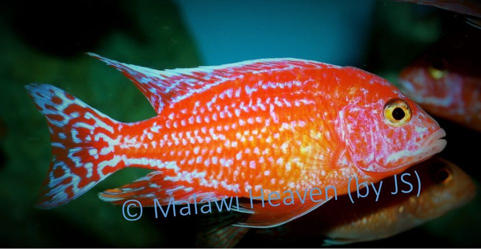 Malawi Buntbarsch Nachzuchten - Aulonocara Fire Fisch (Seiffert) in Selfkant