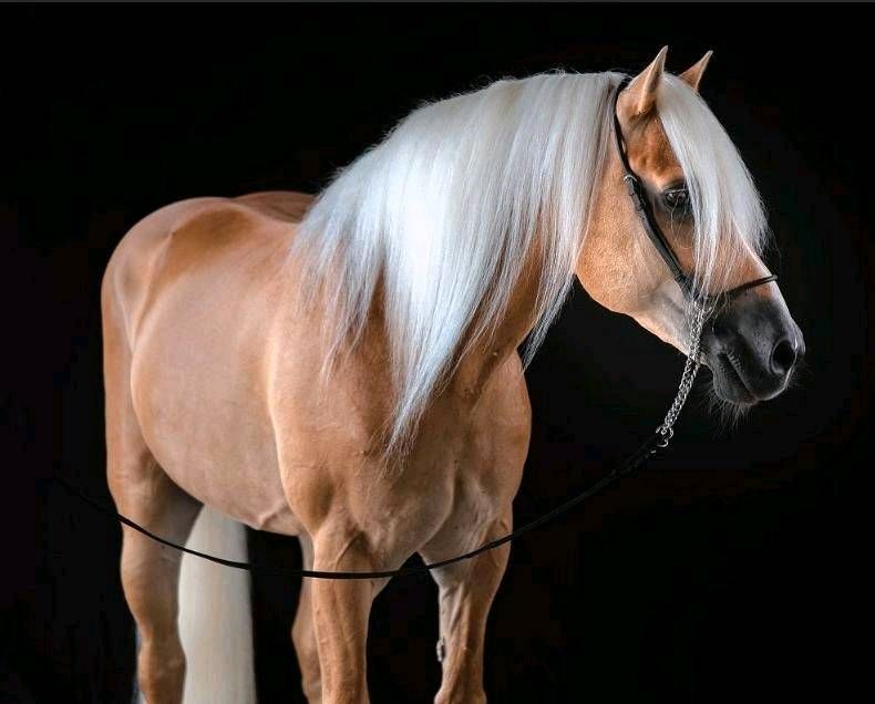 Hübscher 2.Jähriger Haflinger Wallach in Hamm