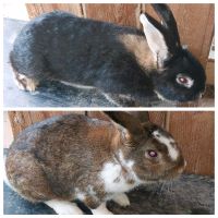 Kaninchen Rammler und Häsin abzugeben Ilmenau - Gehren Vorschau