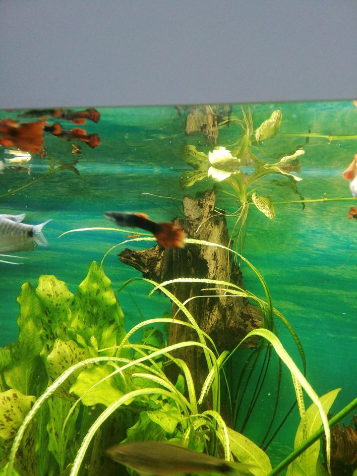 Guppy aquarium Fische in Witten