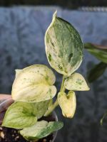 Scindapsus Jade satin marbel Nordrhein-Westfalen - Gladbeck Vorschau