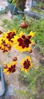 Färbermädchenauge Coreopsis insektenfreundlich winterhart Pankow - Buch Vorschau