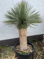 Yucca Rostrata winterhart Palmen Nordrhein-Westfalen - Kirchhundem Vorschau