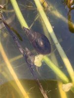 Yoda-Schnecke / Lymnaea stagnalis (Spitzschlammschnecke) Schleswig-Holstein - Elmenhorst Kr Stormarn Vorschau