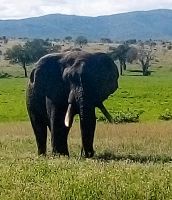 Begleitung als Volunteer für Namibia Harnas gesucht Hessen - Schwalmstadt Vorschau