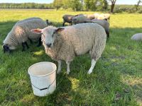 Texel-Schaf-Bock abzugeben ( Schafe, Lämmer) Niedersachsen - Spahnharrenstätte Vorschau