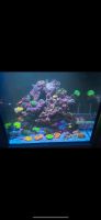 Red Sea Reefer 200 XL Meerwasseraquarium + AI Hydra HD 52 Baden-Württemberg - Birkenfeld Vorschau