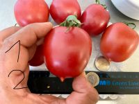 Herz Tomaten groß alte Sorte aus Sardinien Hobbyzucht 10 Samen Baden-Württemberg - Esslingen Vorschau