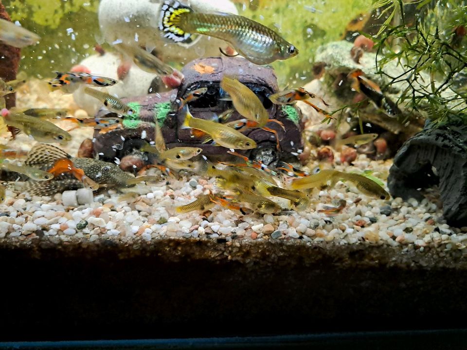 Guppys Aquriumfische in Börger