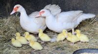 Flugenten Ente Warzenente  Flugente Enten Baden-Württemberg - Mannheim Vorschau