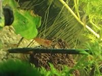 Shrimp Lollies Spirulina-Paprika, Bio, Futter für Garnelen, vegan Hessen - Fernwald Vorschau
