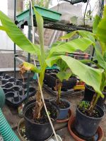 Bananenpflanze Winterhart Rheinland-Pfalz - Ochtendung Vorschau