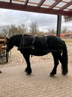 2 Spänner Brustblatt Geschirr schweres Kaltblut Percheron XXL Thüringen - Straußfurt Vorschau