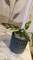 Monstera adansonii mint Nordrhein-Westfalen - Bottrop Vorschau