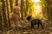 Tierfotografie | Fotoshooting | Hund | Katze | Pferd Bayern - Kronach Vorschau