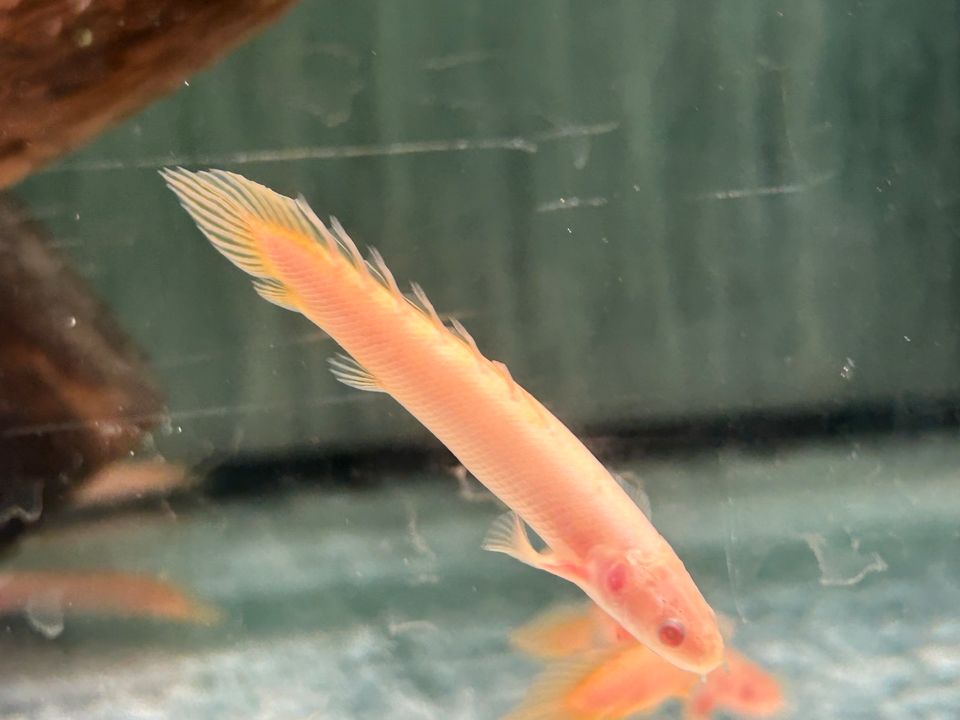 Senegal Flösselhecht Albino 7-9cm  Polypterus senegalus in Rangendingen