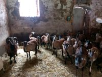 Kamerunschafe Schafe Kamerun ( Ziegen ) Sachsen - Görlitz Vorschau