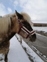 Aldis fertig ausgebildetes Islandpony zu verkaufen Bayern - Iffeldorf Vorschau