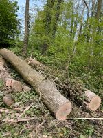Esche Holz Baumstämme Brennholz Nordrhein-Westfalen - Kirchlengern Vorschau
