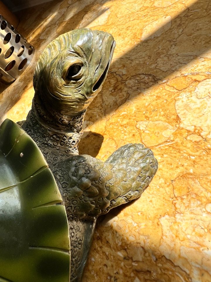 Schildkröte, Dekoschildkröte in Feldkirchen-Westerham