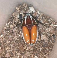 Mecynorhina torquata ugandensis Käfer Paar Sachsen - Crimmitschau Vorschau