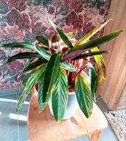 Schöne Calathea inklusive Topf und Seramis Nordrhein-Westfalen - Brüggen Vorschau