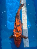 Koi Japan Koi Fische Baden-Württemberg - St. Leon-Rot Vorschau