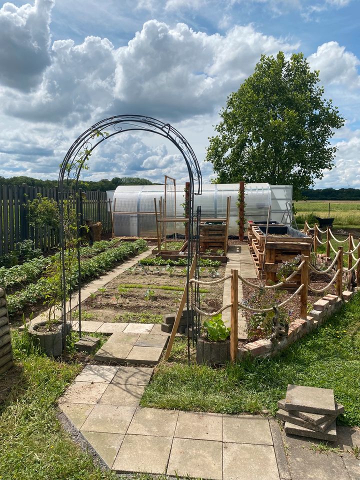 Tomatenpflanzen , Paprikapflanzen, Gemüsepflanzen in Geldern