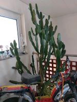 Kaktus Western Kaktee Riesenkaktus Euphorbia Hessen - Staufenberg Vorschau