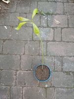 Avocado Pflanze Hessen - Mörfelden-Walldorf Vorschau
