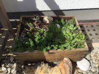 Alte Schublade mit Hauswurz bepflanzt Bayern - Kulmbach Vorschau