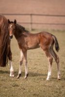 Langbeiniges Ponyhengstfohlen aus letztem Jahr zu verkaufen Niedersachsen - Moisburg Vorschau