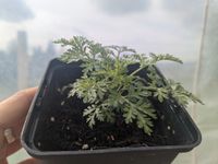 Artemisia annua einj. Beifuß Jungpflanzen bio getopft Brandenburg - Wiesenburg/Mark Vorschau