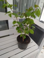 schöne robuste Haselnußpflanze 40 cm groß Bayern - Gundelfingen a. d. Donau Vorschau