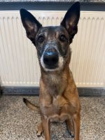 Malinois Hündin 8 Jahre Rheinland-Pfalz - Germersheim Vorschau