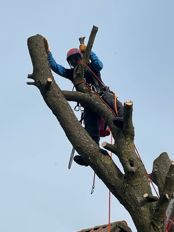 Baumpflege Baumfällung Hubarbeitsbühne Seilklettertechnik SKT B in Büchen