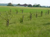 Apfelbäume verschiedene Sorten - ca. 150 cm groß Bayern - Pilsting Vorschau