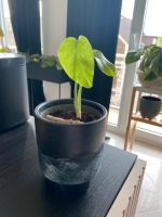 Monstera albo variegata Babyplant Jungpflanze Hamburg - Wandsbek Vorschau