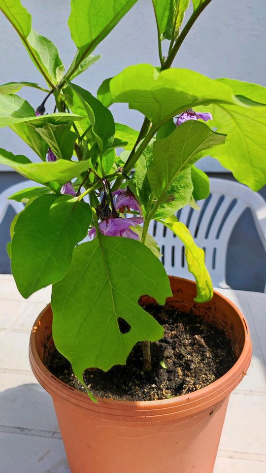 Cocktail-Aubergine ,Bambino‘  15 Samen Aubergine Solanum melongen in Dürrhennersdorf