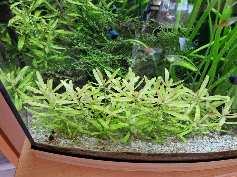 Pflanze Aquariumpflanze in Lünen