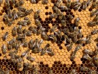 Bienenvolk Bienenschwarm zu verkaufen Zander Bayern - Mittelneufnach Vorschau