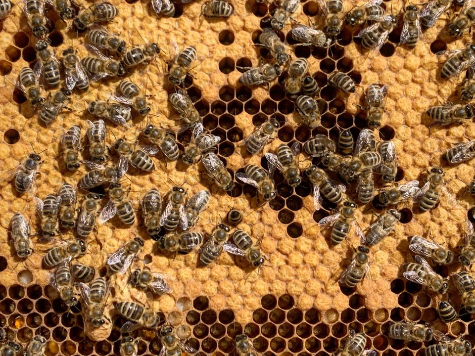 Bienenvolk Bienenschwarm zu verkaufen Zander in Mittelneufnach