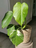 Monstera variegata im Topf - 33 bis 45cm klein Sachsen - Chemnitz Vorschau