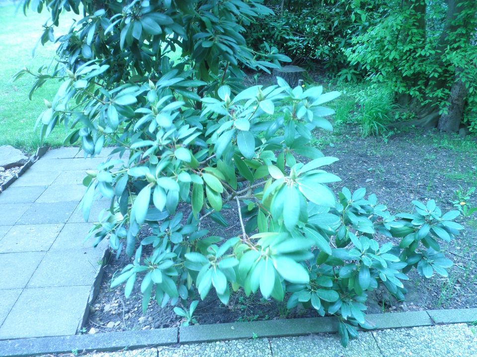 2 x sehr alte Rhododendron in pink Blüte gerade vorbei in Ratingen