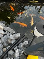 Japan Koi Orange Ogon Fische Teichfisch Düsseldorf - Gerresheim Vorschau