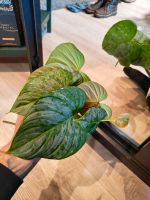 Philodendron Majestic Ableger Mülheim - Köln Höhenhaus Vorschau