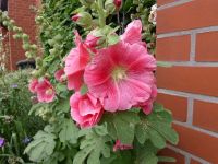 Stockrosensamen (Alcea Rosea, Stockmalve) Obervieland - Habenhausen Vorschau